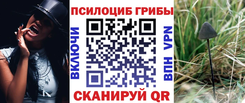 блэк спрут как войти  что такое   Кирс  Псилоцибиновые грибы Cubensis 